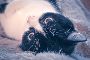 Whiskers